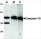 Anti-Caspase-13 antibody produced in rabbit affinity isolated antibody, buffered aqueous solution