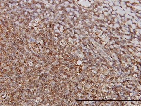 Monoclonal Anti-PTGIR antibody produced in mouse clone 4B10, purified immunoglobulin, buffered aqueous solution