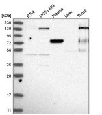Anti-EPB41 antibody produced in rabbit Prestige Antibodies® Powered by Atlas Antibodies, affinity isolated antibody