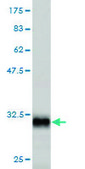 Monoclonal Anti-CMTM4 antibody produced in mouse clone 6G4, purified immunoglobulin, buffered aqueous solution