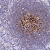 Anti-CR2 antibody produced in rabbit Prestige Antibodies® Powered by Atlas Antibodies, affinity isolated antibody, buffered aqueous glycerol solution