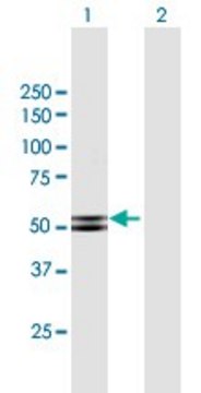 Anti-PRKAR2B antibody produced in mouse purified immunoglobulin, buffered aqueous solution