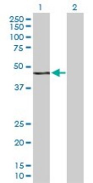 Anti-WWP2 antibody produced in rabbit purified immunoglobulin, buffered aqueous solution