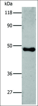 Anti-6-His antibody produced in rabbit affinity isolated antibody