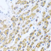 Anti-MANF antibody produced in rabbit