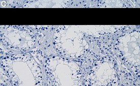 Anti-ZC3H13 Antibody, clone 1F4 ZooMAb® Rabbit Monoclonal recombinant, expressed in HEK 293 cells