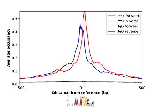 Anti-YY1 antibody produced in rabbit Prestige Antibodies&#174; Powered by Atlas Antibodies, affinity isolated antibody, buffered aqueous glycerol solution