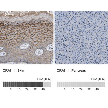 Anti-ORAI1 antibody produced in rabbit Prestige Antibodies&#174; Powered by Atlas Antibodies, affinity isolated antibody, buffered aqueous glycerol solution