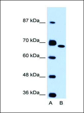 Anti-FN1 antibody produced in rabbit affinity isolated antibody