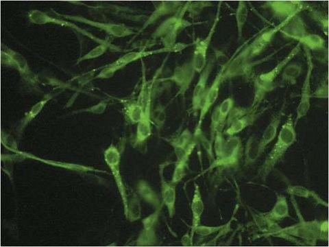 Anti-Connexin 45 Antibody, near CT, cytoplasmic, clone 8A11.2 (Ascites Free) clone 8A11.2, from mouse