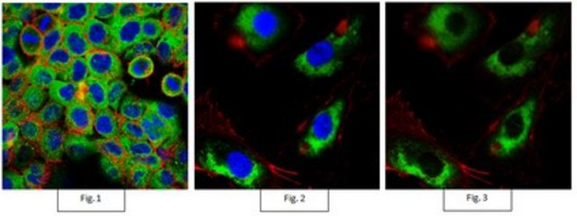 Anti-Prohibitin-2/PHB2 Antibody, clone 7F8E3 clone 7F8E3, from rat