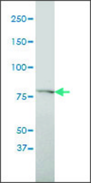 Monoclonal Anti-SLC20A1 antibody produced in mouse clone 6A9-F2, purified immunoglobulin, buffered aqueous solution