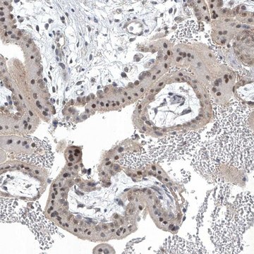 Anti-TAF8 antibody produced in rabbit Prestige Antibodies&#174; Powered by Atlas Antibodies, affinity isolated antibody, buffered aqueous glycerol solution