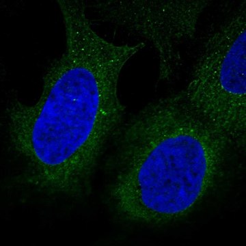 Anti-DIP2B antibody produced in rabbit Prestige Antibodies&#174; Powered by Atlas Antibodies, affinity isolated antibody