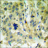 Anti-phospho-p38 MAPK (pTyr182) antibody produced in rabbit affinity isolated antibody