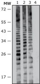 Anti- Proteus vulgaris antibody produced in rabbit IgG fraction of antiserum