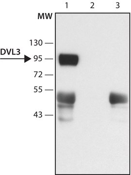 Anti-DVL3 (N-terminal) antibody produced in rabbit ~1.5&#160;mg/mL, affinity isolated antibody, buffered aqueous solution