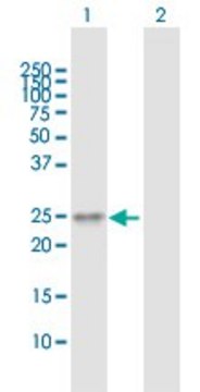 Anti-TMED6 antibody produced in mouse purified immunoglobulin, buffered aqueous solution