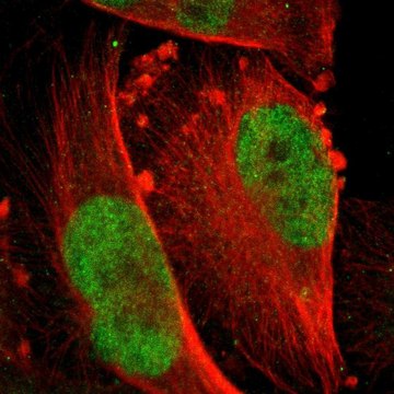 Anti-RPS6KA5 antibody produced in rabbit affinity isolated antibody