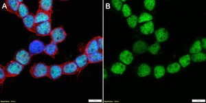 Anti-OTX2 Antibody, clone 1O4 ZooMAb® Rabbit Monoclonal recombinant, expressed in HEK 293 cells