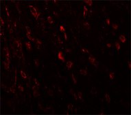 Anti-TSHZ3 antibody produced in rabbit affinity isolated antibody