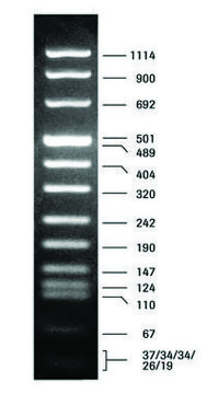 DNA 分子量标记 VIII pkg of 50&#160;&#956;g (in 200 &#956;l), solution