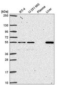 Anti-GLIS2 antibody produced in rabbit Prestige Antibodies® Powered by Atlas Antibodies, affinity isolated antibody