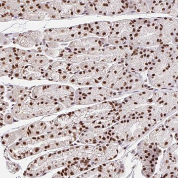 Anti-CCDC12 antibody produced in rabbit Prestige Antibodies® Powered by Atlas Antibodies, affinity isolated antibody, buffered aqueous glycerol solution