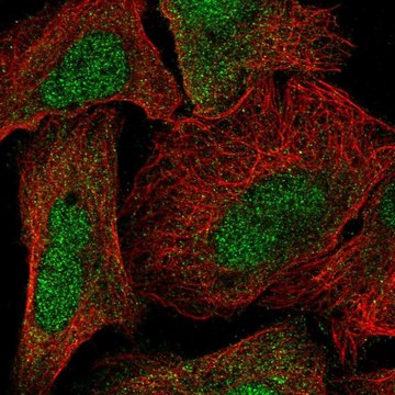 Anti-NTMT1 antibody produced in rabbit Prestige Antibodies&#174; Powered by Atlas Antibodies, affinity isolated antibody