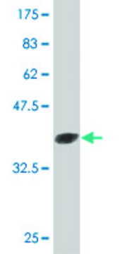 ANTI-ULK2 antibody produced in mouse clone 1A1, purified immunoglobulin, buffered aqueous solution