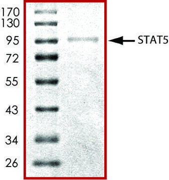 STAT5, His tagged human recombinant, expressed in baculovirus infected Sf9 cells, &#8805;70% (SDS-PAGE), buffered aqueous glycerol solution