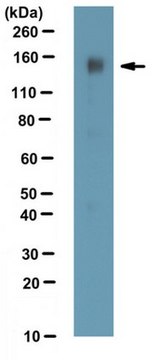 Anti-THRAP3 Antibody from rabbit