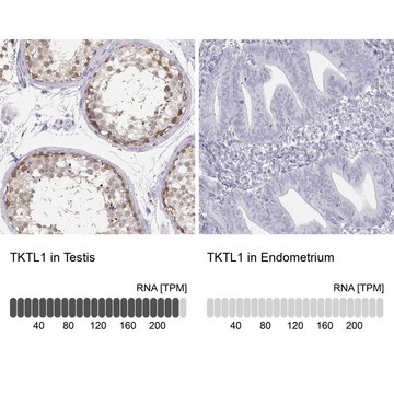 Anti-TKTL1 antibody produced in rabbit Prestige Antibodies&#174; Powered by Atlas Antibodies, affinity isolated antibody, buffered aqueous glycerol solution