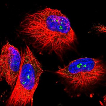 Anti-MALT1 antibody produced in rabbit Prestige Antibodies&#174; Powered by Atlas Antibodies, affinity isolated antibody