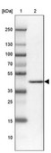 Anti-DEAF1 antibody produced in rabbit Prestige Antibodies® Powered by Atlas Antibodies, affinity isolated antibody, buffered aqueous glycerol solution
