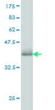 Monoclonal Anti-CAMK1 antibody produced in mouse clone 3G1, purified immunoglobulin, buffered aqueous solution