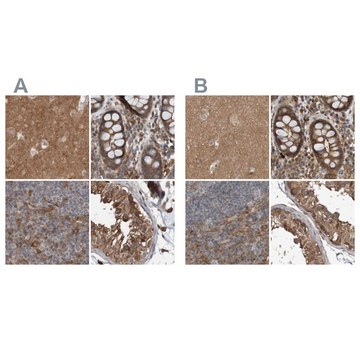 Anti-ARHGEF11 antibody produced in rabbit Prestige Antibodies&#174; Powered by Atlas Antibodies, affinity isolated antibody, buffered aqueous glycerol solution