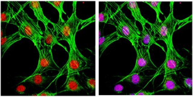 Anti-phospho-p38 (Thr180/Tyr182) Antibody, clone 6E5.2 clone 6E5.2, from mouse