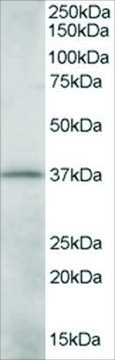 Anti-CRKL antibody produced in goat affinity isolated antibody, buffered aqueous solution