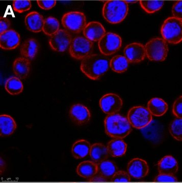 抗-腺病毒六邻体抗体，克隆号7/48.7c，ZooMAb&#174;，小鼠单克隆 recombinant, expressed in HEK 293 cells