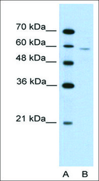 Anti-IRX4 antibody produced in rabbit IgG fraction of antiserum