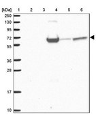 Anti-PRPF38B antibody produced in rabbit Prestige Antibodies® Powered by Atlas Antibodies, affinity isolated antibody, buffered aqueous glycerol solution