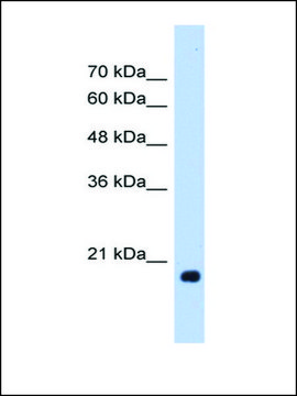 Anti-HSPB6 antibody produced in rabbit IgG fraction of antiserum