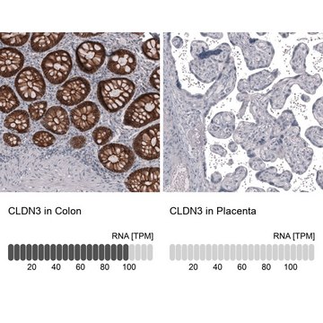 Anti-CLDN3 antibody produced in mouse Prestige Antibodies® Powered by Atlas Antibodies, clone CL13129, purified by using Protein A, buffered aqueous glycerol solution