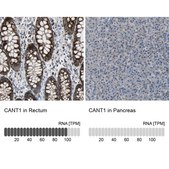 Anti-CANT1 antibody produced in rabbit Prestige Antibodies® Powered by Atlas Antibodies, affinity isolated antibody, buffered aqueous glycerol solution, Ab1