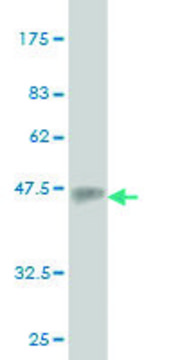 Monoclonal Anti-EMILIN2 antibody produced in mouse clone 3D9, purified immunoglobulin, buffered aqueous solution