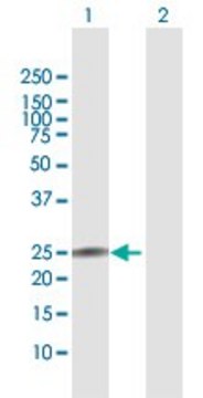 Anti-IL22 antibody produced in rabbit purified immunoglobulin, buffered aqueous solution