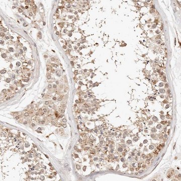 Anti-KIF9 antibody produced in rabbit Prestige Antibodies&#174; Powered by Atlas Antibodies, affinity isolated antibody, buffered aqueous glycerol solution