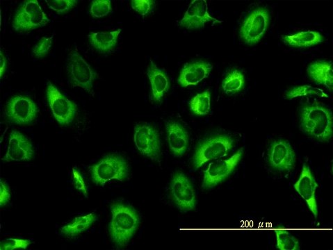 Monoclonal Anti-SERBP1 antibody produced in mouse clone 1D2-2E9, purified immunoglobulin, buffered aqueous solution