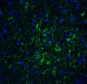 Anti-IRGM (ab1) antibody produced in rabbit affinity isolated antibody, buffered aqueous solution